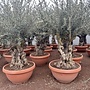 Olijfboom (Olea europaea) 80/100 cm stamomtrek vertakt  - decoschaal