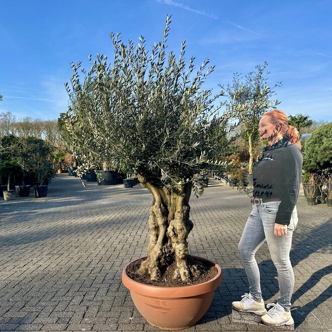 Olijfboom (Olea europaea) 80/100 cm stamomtrek vertakt  - decoschaal