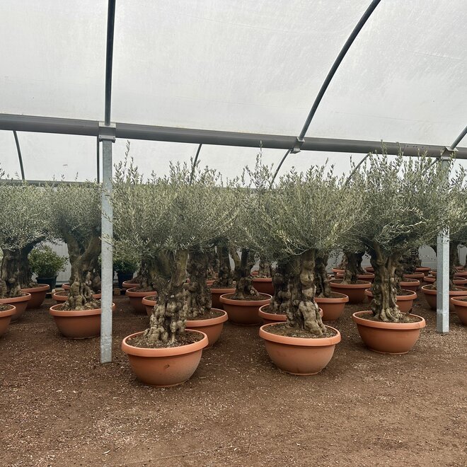 Olijfboom (Olea europaea) 80/100 cm stamomtrek  - decoschaal