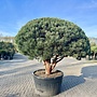 Pinus sylvestris Watereri bonsai exclusief