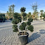 Ilex crenata Kinme bonsai (Japanse hulst) 80/100 cm