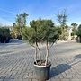 Pinus sylvestris driestam