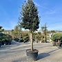Steeneik (Quercus ilex) 35/40 cm stamomtrek