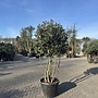 Meerstammige steeneik exclusief (Quercus ilex)