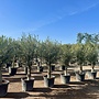 Olijfboom (Olea europaea) 30/40 cm lage stam
