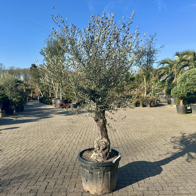 Olijfboom (Olea europaea) 50/70 cm stamomtrek lage stam