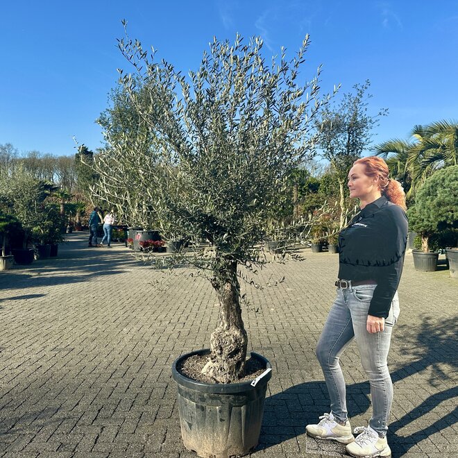 Olijfboom (Olea europaea) 50/70 cm stamomtrek lage stam