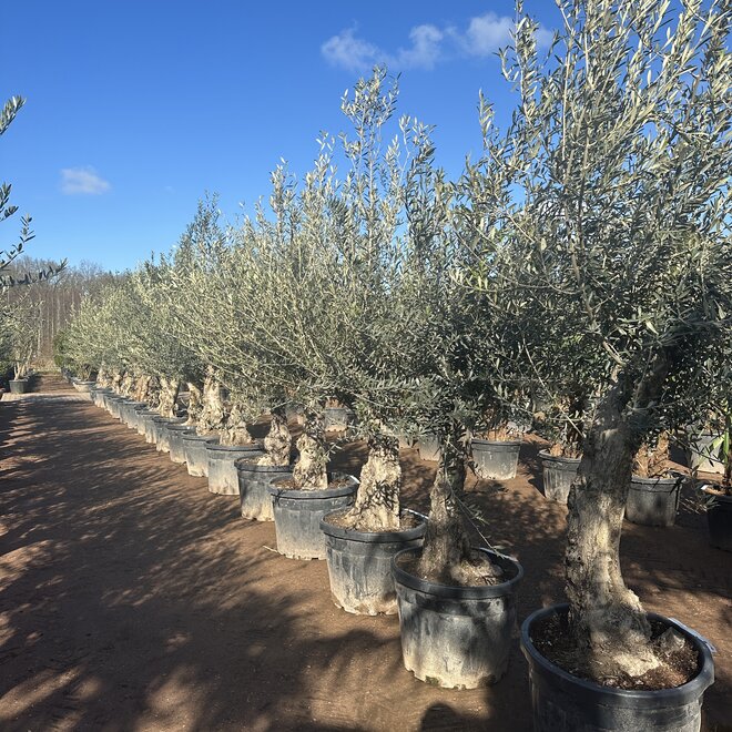 Olijfboom (Olea europaea) 50/70 cm stamomtrek lage stam