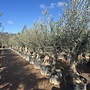 Olijfboom (Olea europaea) 50/70 cm stamomtrek lage stam