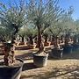 Olijfboom (Olea europaea) 80/100 cm grillige vertakte stam