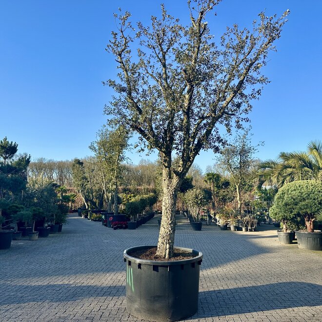 Kurkeik exclusief stamomtrek 80/100 cm (111)