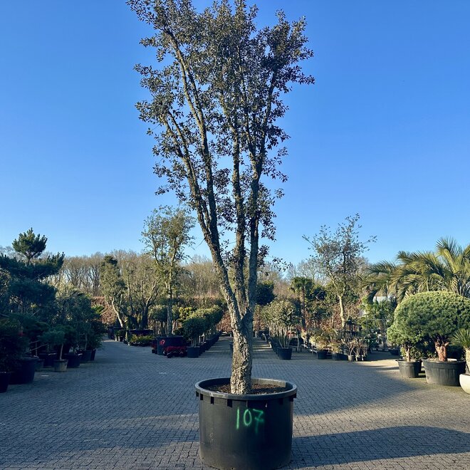 Kurkeik (Quercus suber) exclusief stamomtrek 70/80 cm (nr 107)