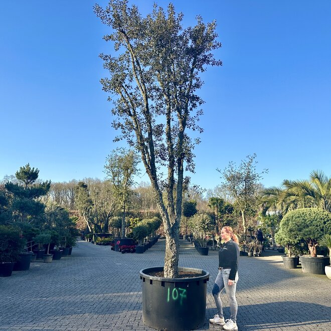Kurkeik (Quercus suber) exclusief stamomtrek 70/80 cm (nr 107)