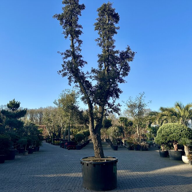 Kurkeik (Quercus suber) exclusief stamomtrek 90/100 cm (nr 109)