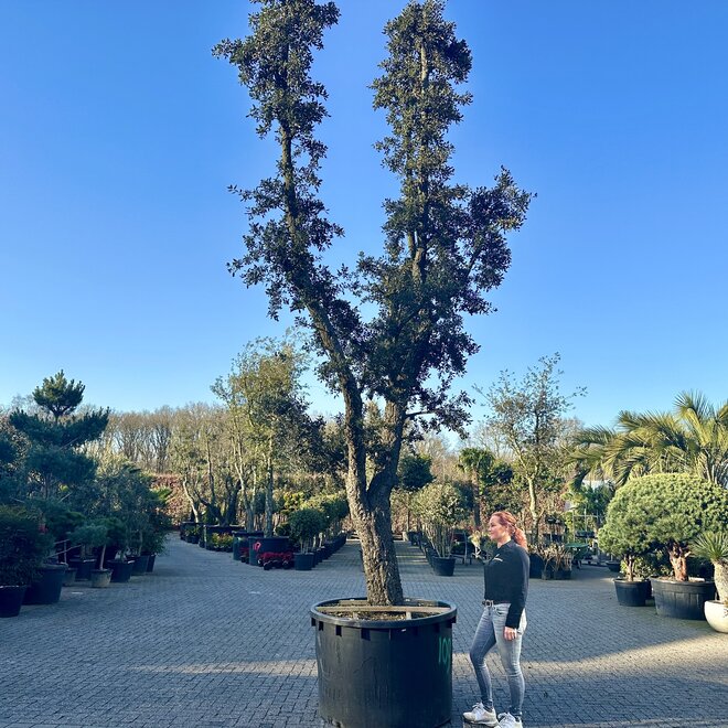 Kurkeik (Quercus suber) exclusief stamomtrek 90/100 cm (nr 109)