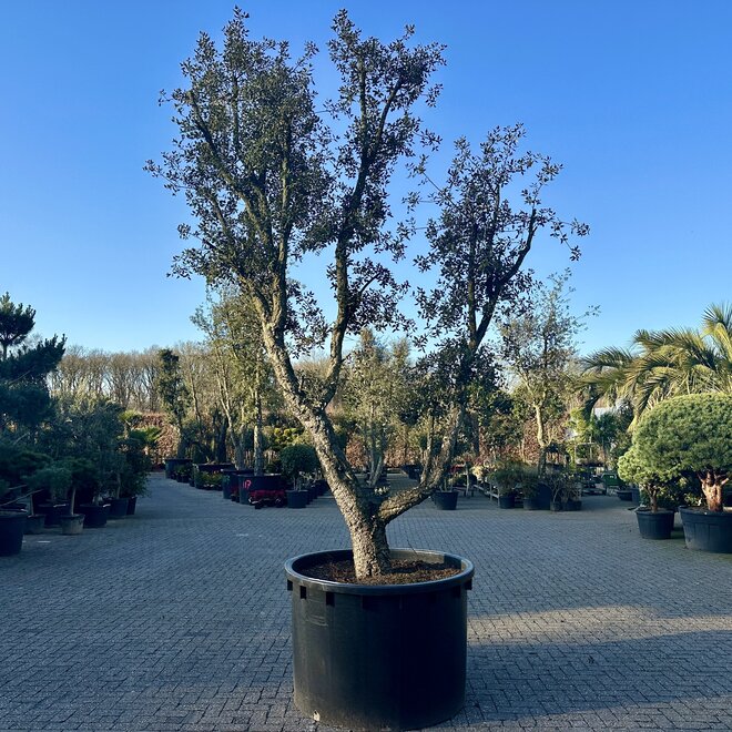 Kurkeik (Quercus suber) exclusief stamomtrek 80/100 cm (nr 104)