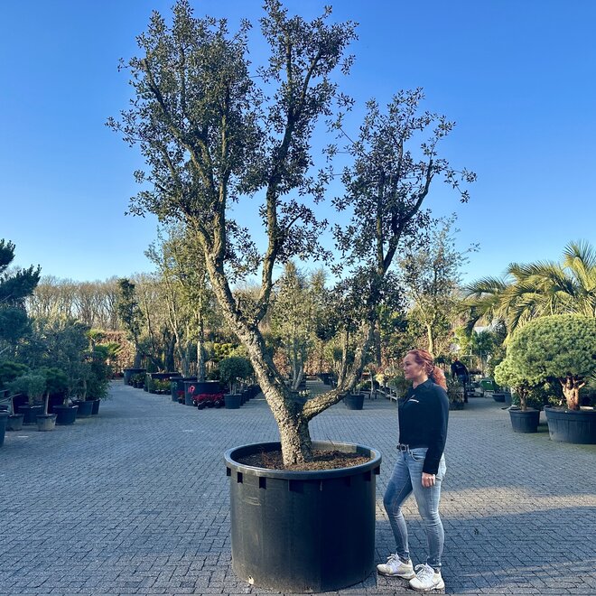 Kurkeik (Quercus suber) exclusief stamomtrek 80/100 cm (nr 104)