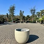 Grigio New Egg Antique White (Luca Lifestyle) - 65 cm
