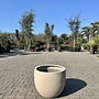 Terreno New Egg (Luca Lifestyle) - 65 cm