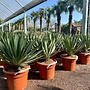 Yucca gloriosa Lone Star