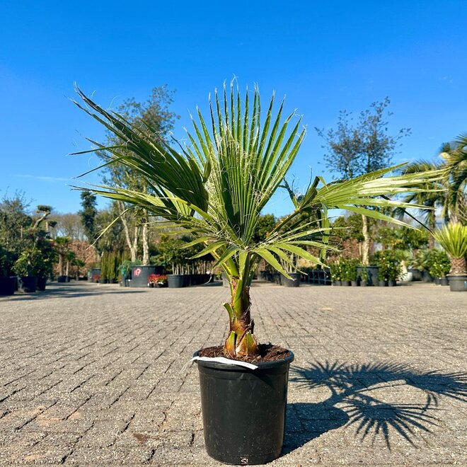 Washingtonia robusta  (Mexicaanse waaierpalm) 10/20 cm stamhoogte