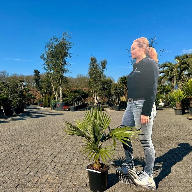 Washingtonia robusta  (Mexicaanse waaierpalm) 10/20 cm stamhoogte