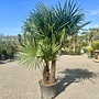 Trachycarpus fortunei (Chinese henneppalm) - multistam