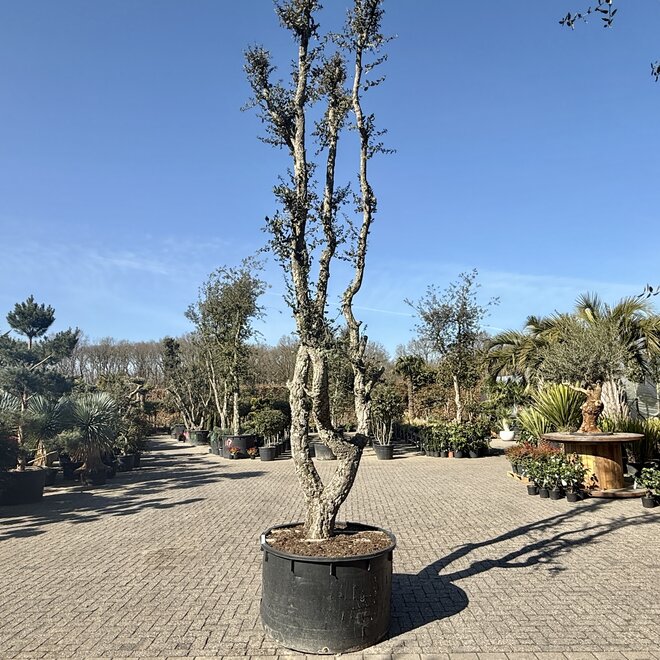 Kurkeik 70/80 cm stamomtrek (120)