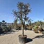 Kurkeik (Quercus suber) 60/70 cm stamomtrek