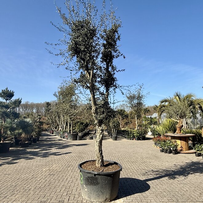 Kurkeik 50/60 cm stamomtrek (123)