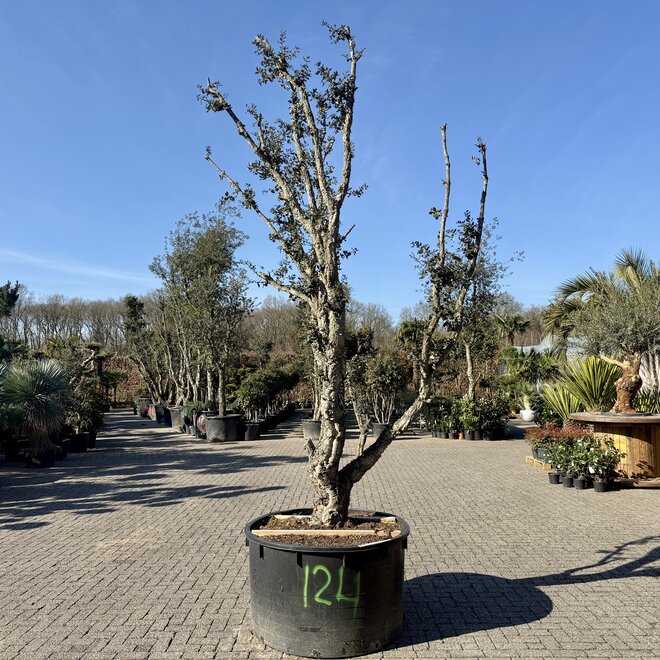 Kurkeik 70/80 cm stamomtrek (124)