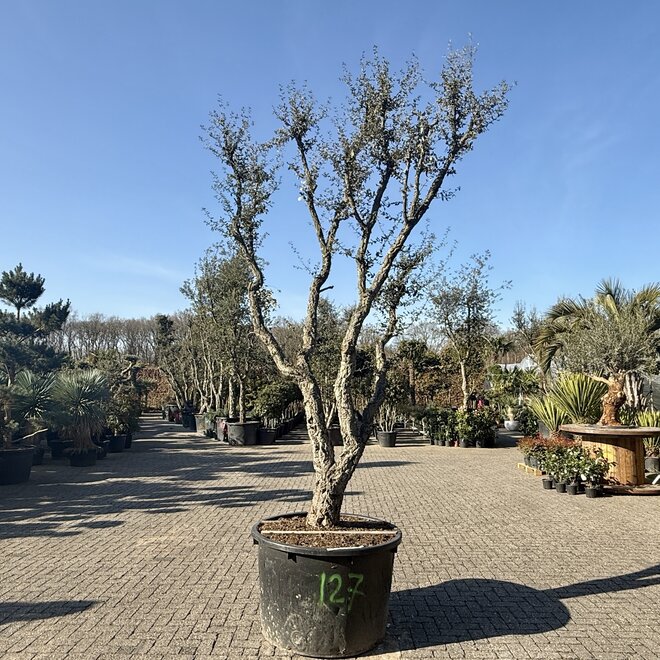 Kurkeik 70/80 cm stamomtrek (127)