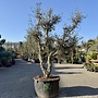 Kurkeik (Quercus suber) 80/90 cm stamomtrek