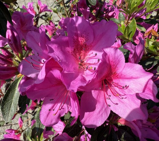 Azalea