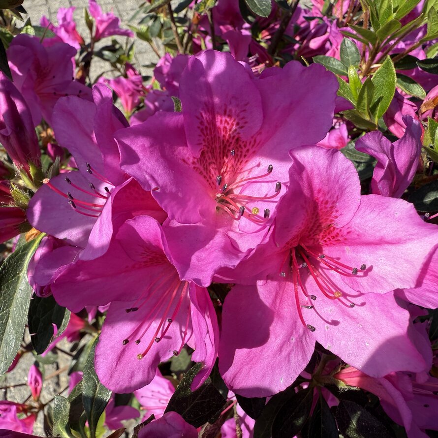 Azalea