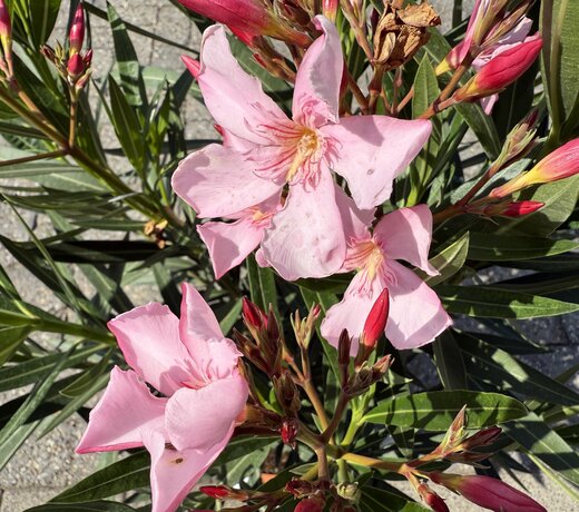 Oleander