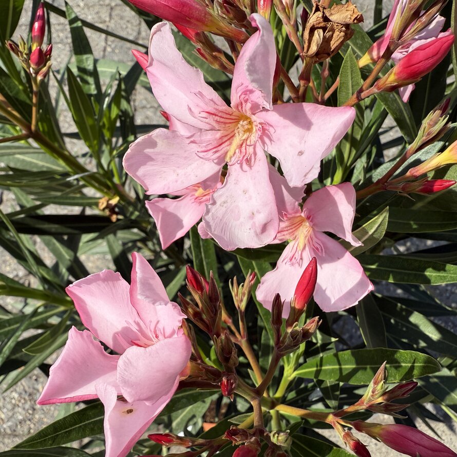 Oleander