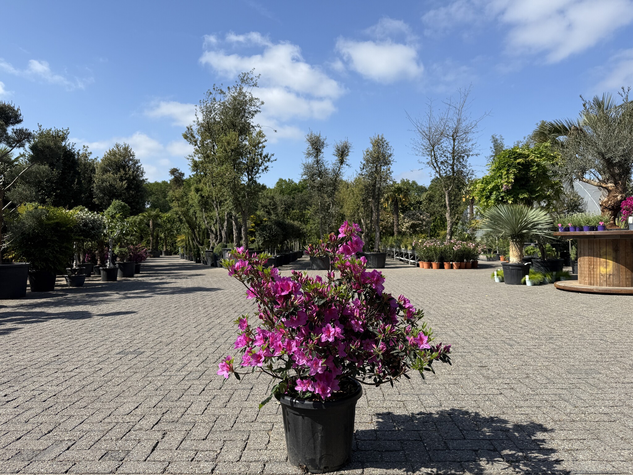 Azalea indica Mistral - Palmexpert.nl