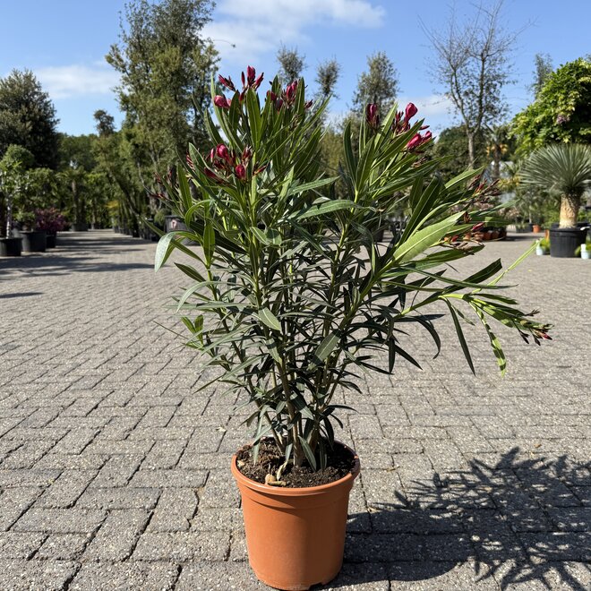 Nerium oleander fuchsia