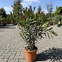 Nerium oleander fuchsia