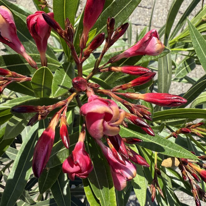 Nerium oleander fuchsia