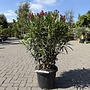 Nerium oleander rood groot
