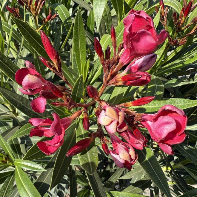 Nerium oleander rood groot