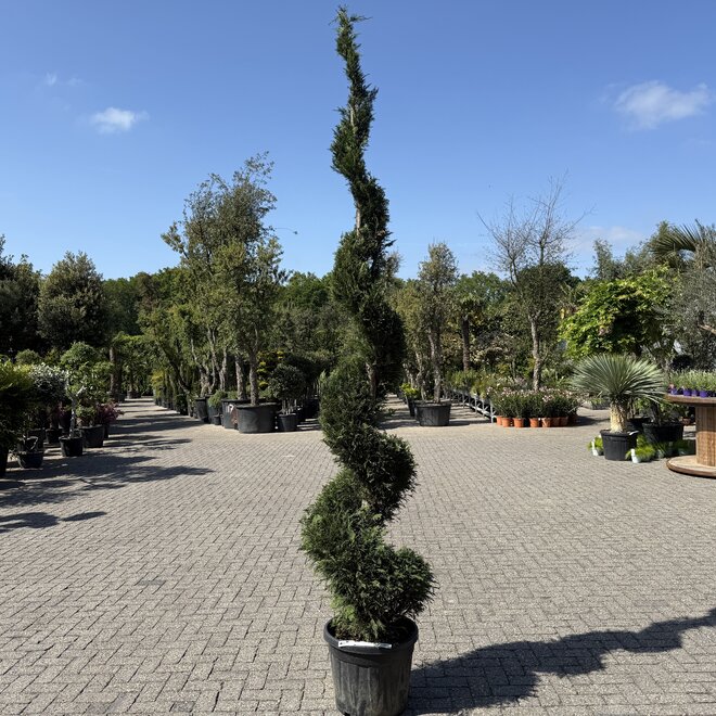 Cupressocyparis leylandii (Spiraal)