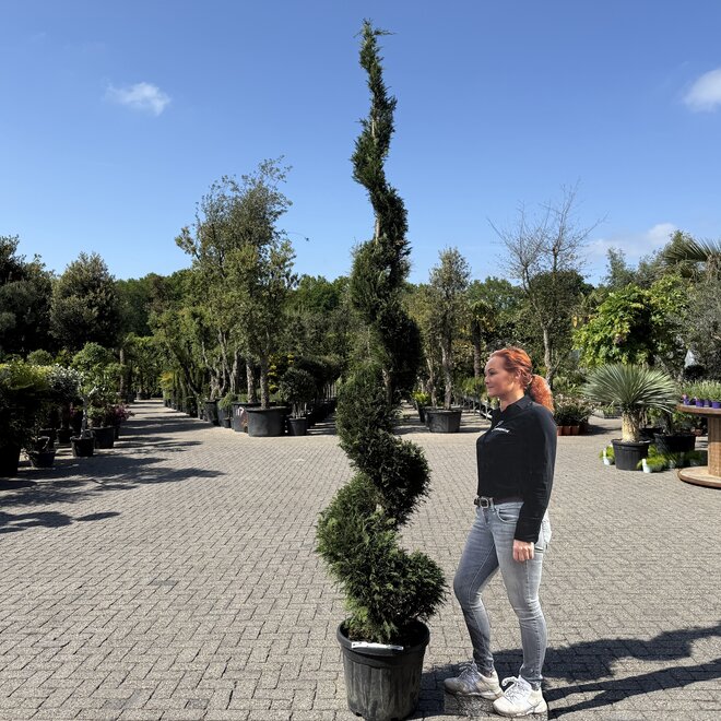 Cupressocyparis leylandii (Spiraal)