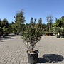 Steeneik (Quercus ilex) meerstammig