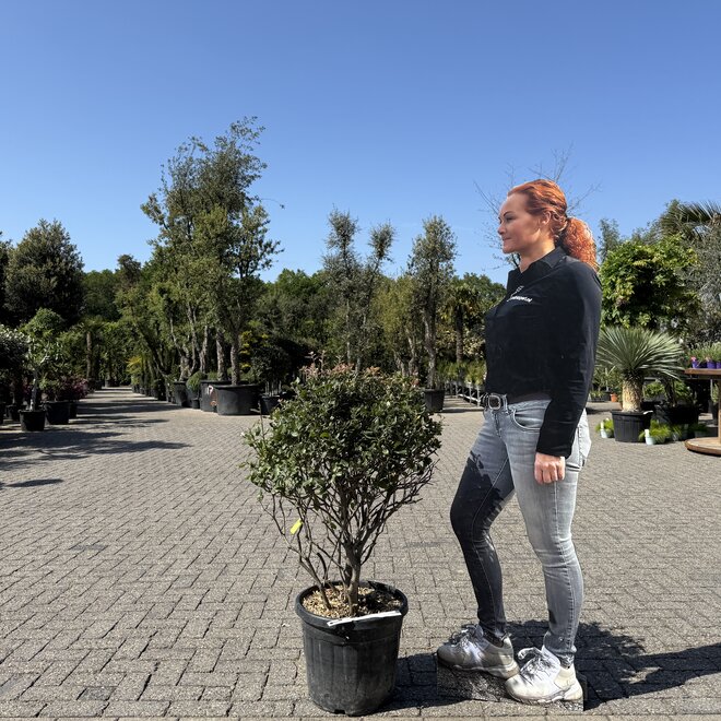 Steeneik (Quercus ilex) meerstammig
