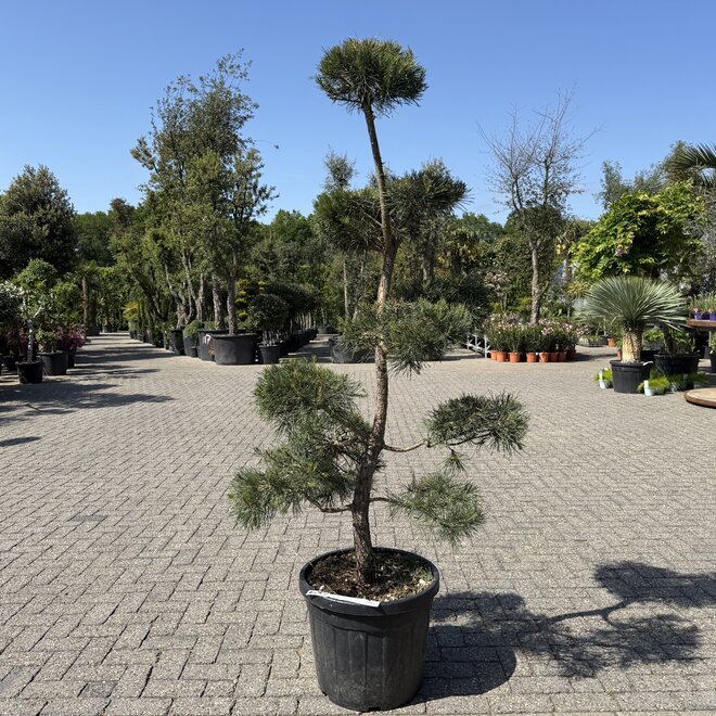 Pinus sylvestris bonsai