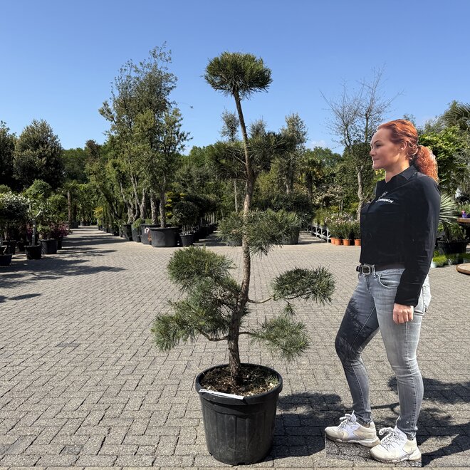 Pinus sylvestris bonsai