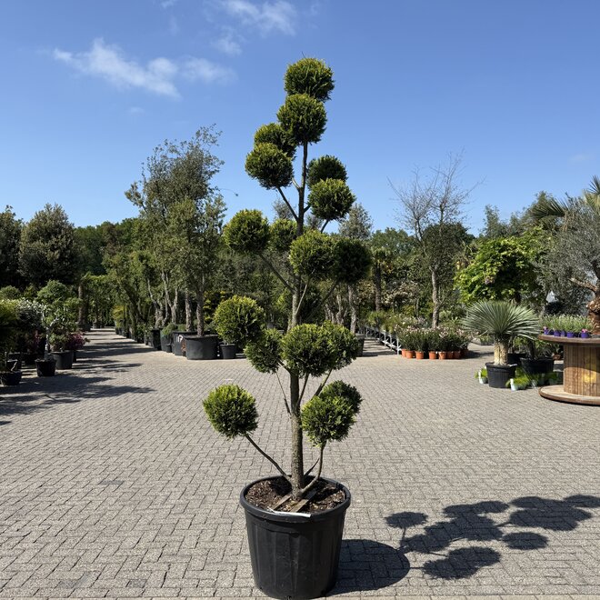 Cupressocyparis leylandii Castlewellan Gold pon pon